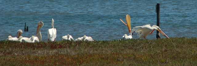 white pelicans